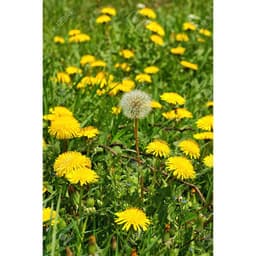 Gói 100 hạt giống cây bồ công anh Thấp (Dandelion) -  Taraxacum officimale Bigg 6