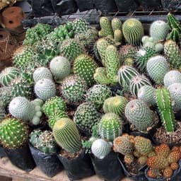 Gói 20 hạt giống Xương Rồng 3