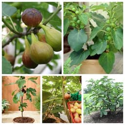 Cây giống Sung Mỹ giống Brown Turkey - Hàng giâm cành, giống chuẩn 1