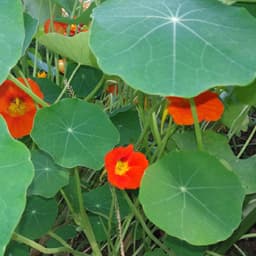 Gói 1GR hạt giống hoa Sen Cạn Nhiều Màu (Dây leo) 5