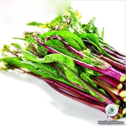 Gói 5gr hạt giống rau cải ngồng đỏ (tím) 2