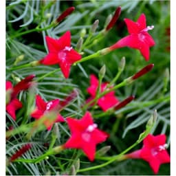 Gói 20 hạt giống hoa tóc tiên đỏ dây leo 3