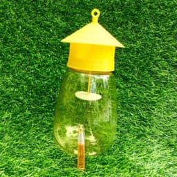 bẫy ruồi vàng kèm tuýp thuốc bẫy 3