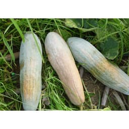 Gói 10g hạt giống bí đỏ dài_bí sáp 3