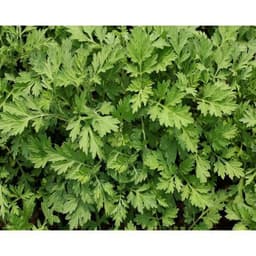 Gói 50 hạt giống Ngải Cứu Mugwort 1