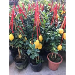 [Hoả tốc HCM] Cây chanh vàng Mỹ thân gỗ trồng chậu trưởng thành dáng tree rất đẹp 3