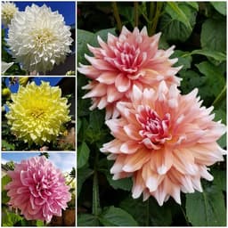 Hạt Giống Hoa Thược Dược Siêu To Mix Đủ Màu 1
