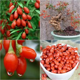Gói 10 hạt giống Câu Kỷ Tử GojiBerry 3
