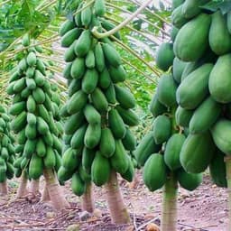 Gói 5 hạt giống đu đủ lùn Thái Lan F1 Quý Phi 4