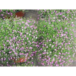 Gói 10 hạt giống hoa baby Hồng trồng chậu - Gypsophila Gypsy Rose/ Baby breath 4