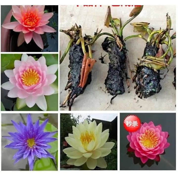 Củ giống Súng Thái mini giao màu ngẫu nhiên, ko lựa màu
