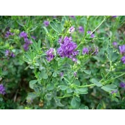 Gói 1KG hạt giống Cỏ Đậu ALFALFA 2