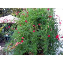 Gói 20 hạt giống hoa tóc tiên đỏ dây leo 2