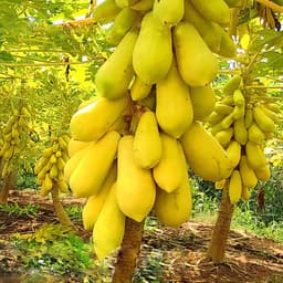 Gói 5 hạt giống đu đủ vỏ vàng F1 Thái Lan 3