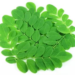 Gói 1kg hạt giống cây chùm ngây 1