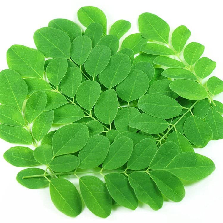 Gói 1kg hạt giống cây chùm ngây