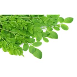 Gói 10 hạt giống Chùm Ngây 1