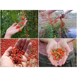 Gói 10 hạt giống Câu Kỷ Tử GojiBerry 2