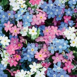 Gói 0.2GR hạt giống hoa Lưu Ly Nhiều Màu 1