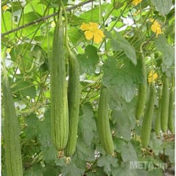 Hạt giống mướp hương thái lan 1