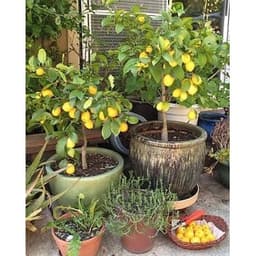 [Hoả tốc HCM] Cây chanh vàng Mỹ thân gỗ trồng chậu trưởng thành dáng tree rất đẹp 5