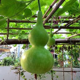Hạt giống bầu hồ lô cao sản - siêu quả - quả xanh bóng vị ngọt - trồng quanh năm - thu hoạch sau 40 ngày 7