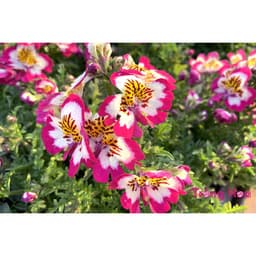 Gói 0.5GR hạt giống hoa Bướm Cali Nhiều Màu 2