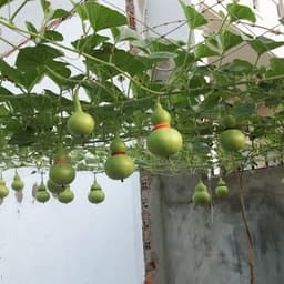 Hạt giống bầu hồ lô cao sản - siêu quả - quả xanh bóng vị ngọt - trồng quanh năm - thu hoạch sau 40 ngày 8