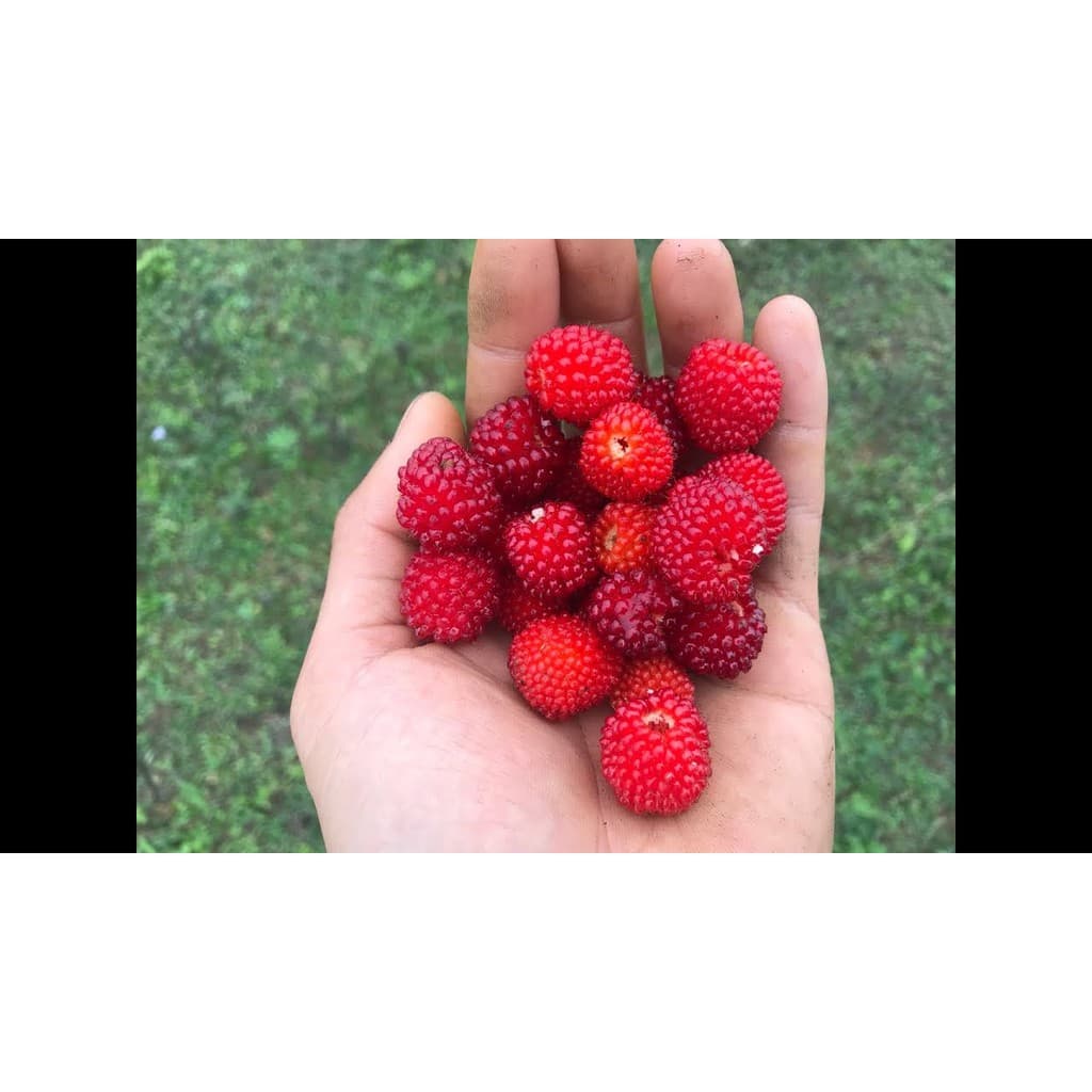 Gói 20 hạt giống Dâu Tây Rừng Wild Mini