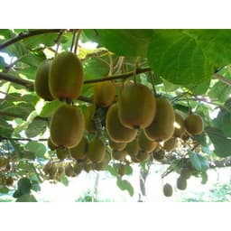 Gói 30 hạt giống KIWI ruột xanh 2