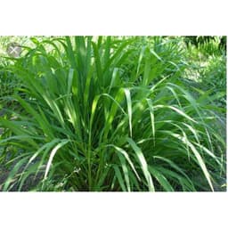 Gói 1KG hạt giống Cỏ Sả Mulato 2 1