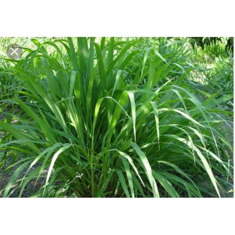 Gói 1KG hạt giống Cỏ Sả Mulato 2