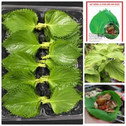 Gói 1g hạt giống rau thơm mè Sesame Hàn Quốc 2