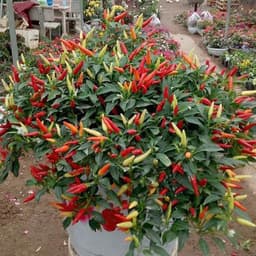 Hạt giống ớt chỉ thiên siêu cay 5