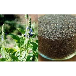 Gói 1000 hạt giống Hạt Chia Mỹ 3