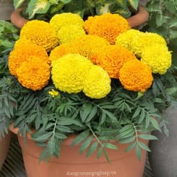 Hạt Giống Hoa Vạn Thọ Mỹ 2