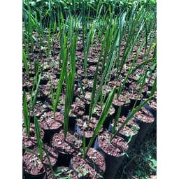 Gói 10 hạt giống cây chà là Thái Lan 4