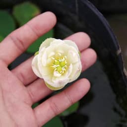 Gói 5 hạt giống sen mini Nhật 10 màu 3