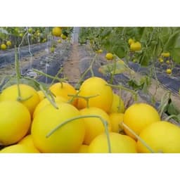 Gói 0.2GR hạt giống Dưa Lê F1 Kim Hoàng Hậu 4