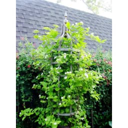 Cây hoa lài ta, cho hoa thơm trang trí sân vườn - Arabian Jasmine 6