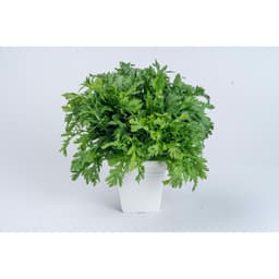 Gói 20g hạt giống tần ô Garland 4