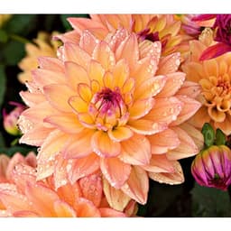 Hạt Giống Hoa Thược Dược Siêu To Mix Đủ Màu 4