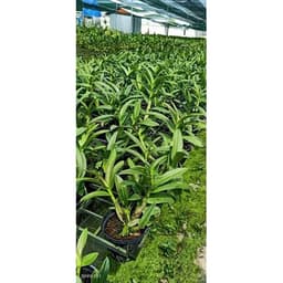 [Cây giống] Lan Dendro mini hàng cây giống nhiều thân cực đẹp - giống lan siêng hoa, dễ chăm 4