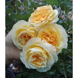 [Hoả tốc HCM] Hồng bụi Beatrice Rose size chậu C10 1