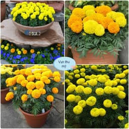 Hạt Giống Hoa Vạn Thọ Mỹ 1