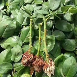 Kích rễ siêu mạnh kích thích tăng trường cho cây 6