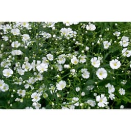 Gói 100 hạt giống hoa baby trắng trồng chậu - Gypsophila Gypsy / Baby breath - Nanuseed 5