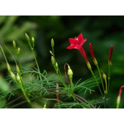 Gói 20 hạt giống hoa tóc tiên đỏ dây leo 5