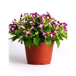 Gói 10 hạt giống hoa mắt nai 5