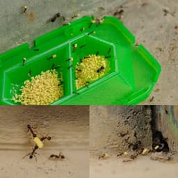 [CHUẨN NHẬT] Vỉ 2 khay diệt kiến Super Arinosu Koroki 3